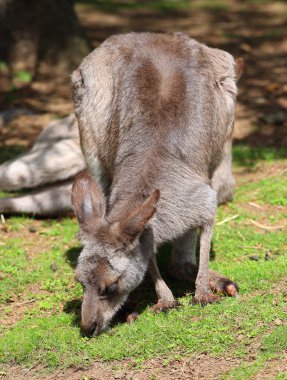 Kanguru, Makropodidae familyasından bir keseli hayvandır (makropodlar).).