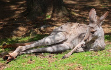 Kanguru, Makropodidae familyasından bir keseli hayvandır (makropodlar).).