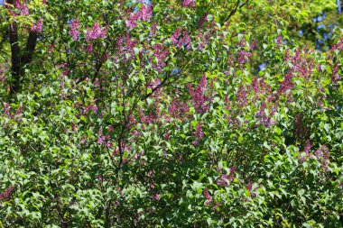 Şırınga vulgarisi (leylak veya leylak), Oleaceae familyasından, Balkan Yarımadası 'nda yetişen ve kayalık tepelerde yetişen bir bitki türü.