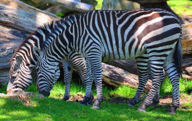 Burchell 'in zebrası ovaların güneyinde yaşayan bir zebra türüdür. Adını İngiliz kaşif William John Burchell 'dan almıştır. Yaygın isimler arasında bontequagga, Damara zebra ve Zululand zebrası yer almaktadır.