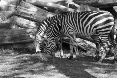 Burchell 'in zebrası ovaların güneyinde yaşayan bir zebra türüdür. Adını İngiliz kaşif William John Burchell 'dan almıştır. Yaygın isimler arasında bontequagga, Damara zebra ve Zululand zebrası yer almaktadır.