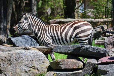 Burchell 'in zebrası ovaların güneyinde yaşayan bir zebra türüdür. Adını İngiliz kaşif William John Burchell 'dan almıştır. Yaygın isimler arasında bontequagga, Damara zebra ve Zululand zebrası yer almaktadır.