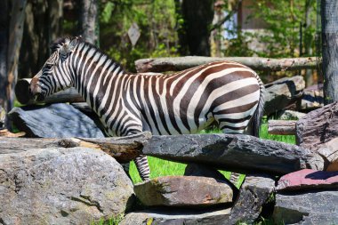 Burchell 'in zebrası ovaların güneyinde yaşayan bir zebra türüdür. Adını İngiliz kaşif William John Burchell 'dan almıştır. Yaygın isimler arasında bontequagga, Damara zebra ve Zululand zebrası yer almaktadır.