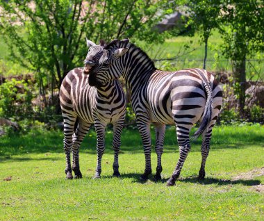 Burchell 'in zebrası ovaların güneyinde yaşayan bir zebra türüdür. Adını İngiliz kaşif William John Burchell 'dan almıştır. Yaygın isimler arasında bontequagga, Damara zebra ve Zululand zebrası yer almaktadır.