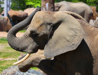 Afrika filleri Loxodonta cinsinin filleridir. Cins iki mevcut türe sahiptir: Afrika çalı fili, L. africana ve daha küçük Afrika orman fili.