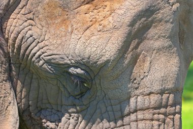 Afrika filleri Loxodonta cinsinin filleridir. Cins iki mevcut türe sahiptir: Afrika çalı fili, L. africana ve daha küçük Afrika orman fili.