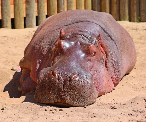 Hippopotamus Hippopotamus Amphibius Або Hippo Від Давньогрецької Річковий Кінь Великий — стокове фото