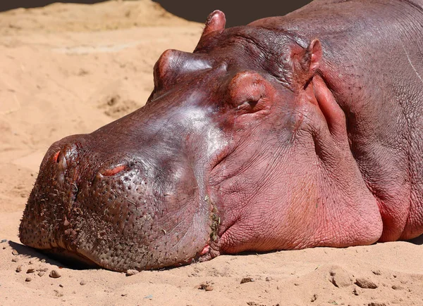 Ιπποπόταμος Hippopotamus Amphibius Ιπποπόταμος Από Αρχαία Ελληνικά Για Άλογο Του — Φωτογραφία Αρχείου