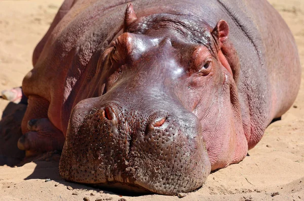 Flodhäst Hippopotamus Amphibius Eller Flodhäst Flodhäst Ett Stort Mestadels Växtätande — Stockfoto
