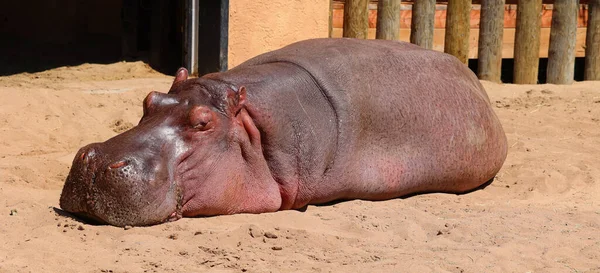 Hippopotame Hippopotamus Amphibius Hippo Grec Ancien Pour Cheval Rivière Est — Photo