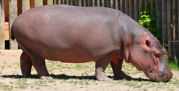 Flodhäst Hippopotamus Amphibius Eller Flodhäst Flodhäst Ett Stort Mestadels Växtätande — Stockfoto