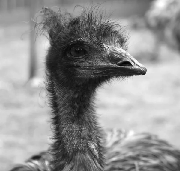 Emú Ave Más Grande Nativa Australia Único Miembro Existente Del — Foto de Stock