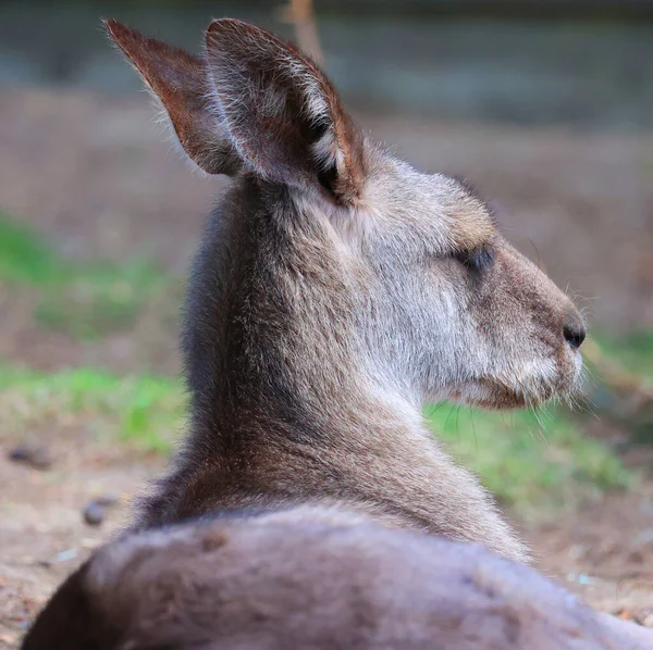 Canguru Marsupial Família Macropodidae Macrópodes Que Significa Grande — Fotografia de Stock