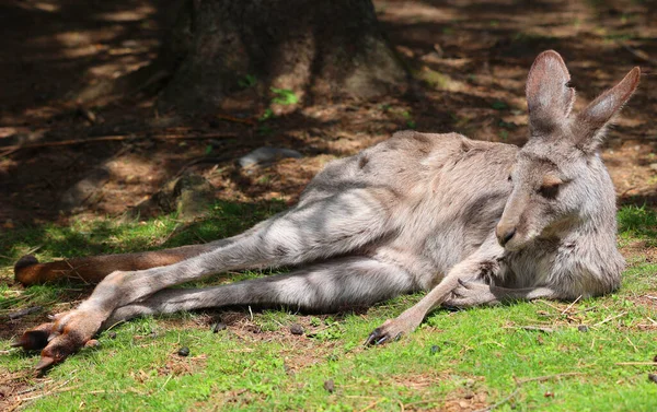Canguru Marsupial Família Macropodidae Macrópodes Que Significa Grande — Fotografia de Stock