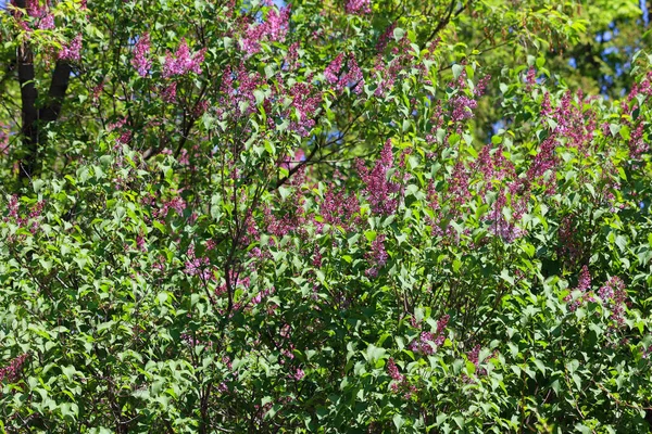 シリンガバルガリス ライラックまたは一般的なライラック バルカン半島原産のオリーブ科オリーブ属の開花植物で 岩場の丘の上に成長します — ストック写真