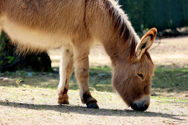 Donkey Ass Equus Africanus Asinus Domesticated Member Horse Family Equidae — Photo