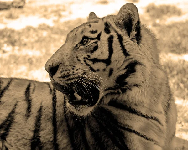 西伯利亚虎是远东地区 特别是俄罗斯远东地区和东北地区的一种黑豹 — 图库照片