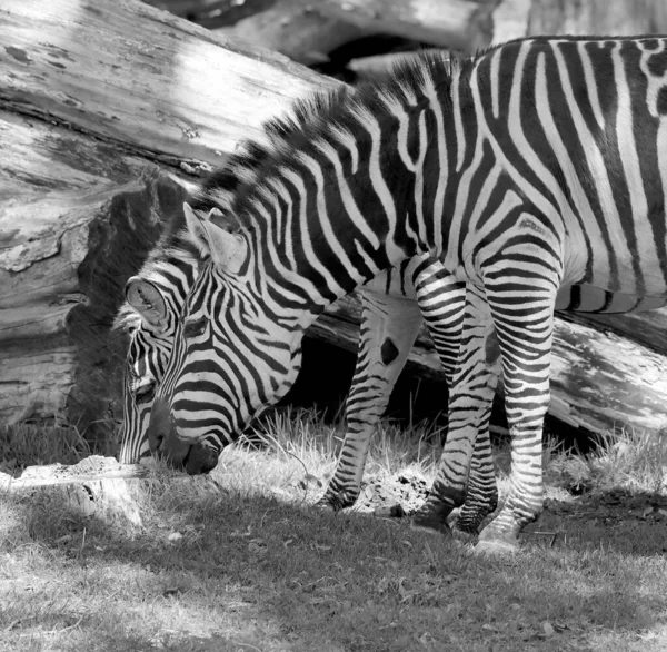 バーチェルのゼブラ Burchell Zebra 平原ゼブラの南亜種である イギリスの探検家ウィリアム ジョン バーチェルにちなんで名付けられた 通称はBontequagga Damara Zebra — ストック写真