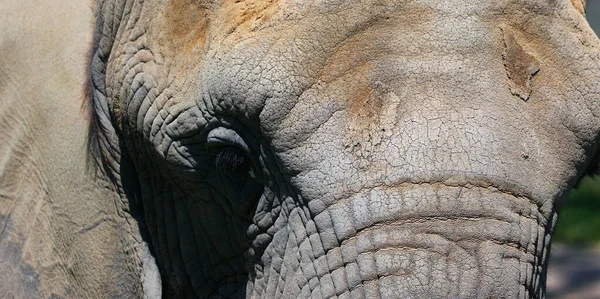 Afrikai Elefántok Loxodonta Nemzetségbe Tartozó Elefántok Nemzetség Két Létező Fajból — Stock Fotó