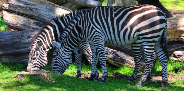 Burchell Zebra Ist Eine Südliche Unterart Des Flachlandzebras Benannt Ist — Stockfoto