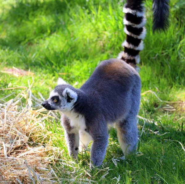 Der Klingelschwanzmaki Lemur Catta Ist Ein Großer Strepsirrhein Primat Und — Stockfoto