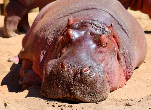 Hipópopotamus Hipópopotamus Amphibius Hippo Del Griego Antiguo Para Caballo Río —  Fotos de Stock