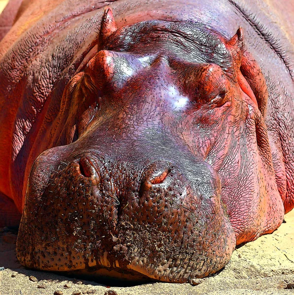 Ιπποπόταμος Hippopotamus Amphibius Ιπποπόταμος Από Αρχαία Ελληνικά Για Άλογο Του — Φωτογραφία Αρχείου