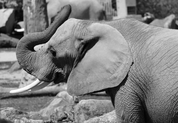 アフリカゾウはロコドンタ属の象です 本属はアフリカのブッシュゾウとアフリカの小さな森林ゾウの2種で構成されています — ストック写真