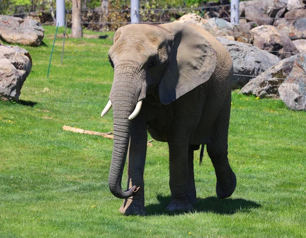 非洲象是属于Loxodonta的象 该属由两个现存物种组成 非洲丛林象 非洲森林象和较小的非洲森林象 — 图库照片