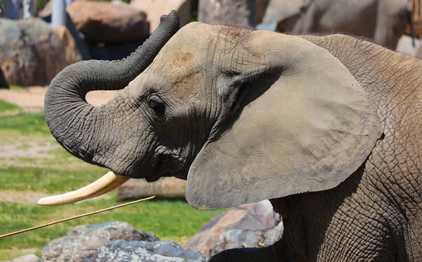 stock image African elephants are elephants of the genus Loxodonta. The genus consists of two extant species: the African bush elephant, L. africana, and the smaller African forest elephant