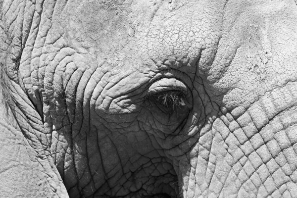 アフリカゾウはロコドンタ属の象です 本属はアフリカのブッシュゾウとアフリカの小さな森林ゾウの2種で構成されています — ストック写真