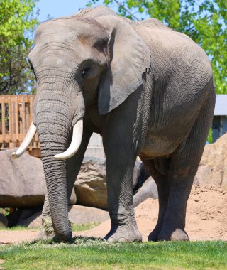 Afrika filleri Loxodonta cinsinin filleridir. Cins iki mevcut türe sahiptir: Afrika çalı fili, L. africana ve daha küçük Afrika orman fili.