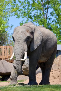 Afrika filleri Loxodonta cinsinin filleridir. Cins iki mevcut türe sahiptir: Afrika çalı fili, L. africana ve daha küçük Afrika orman fili.