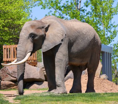 Afrika filleri Loxodonta cinsinin filleridir. Cins iki mevcut türe sahiptir: Afrika çalı fili, L. africana ve daha küçük Afrika orman fili.