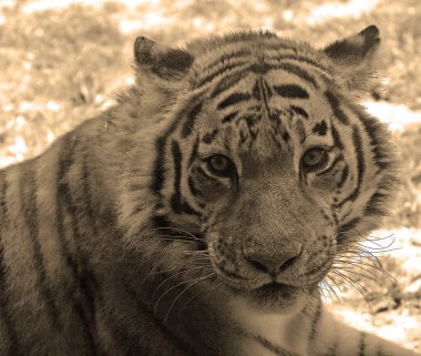 Amur Sibirya kaplanı, Uzak Doğu 'da özellikle Rus Uzak Doğu ve Kuzeydoğu Çin' de bulunan bir Panthera tigris tigris popülasyonudur.