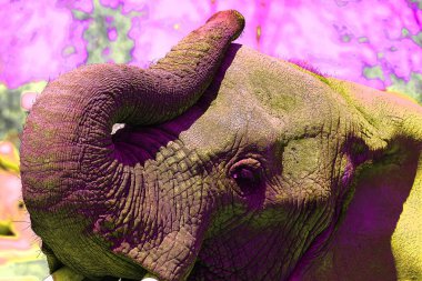 Renkli pop sanat fili simgesi.