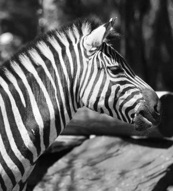 Zebralar renk lekeli pop-art arkaplan simgesini imzalarlar