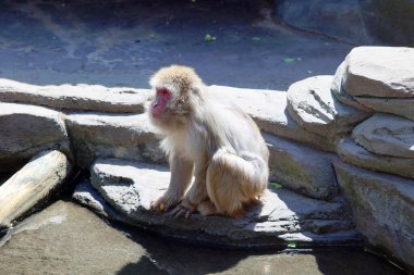 Japon Macaca fuscata, karada yaşayan ve Japonya 'ya özgü bir maymun türüdür..