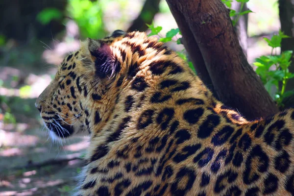 Jaguar Cat Feline Panthera Genus Only Extant Panthera Species Native — Stock Photo, Image