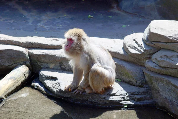 Macaca Fuscata Macaca Fuscata Uma Espécie Macaco Velho Mundo Nativa — Fotografia de Stock