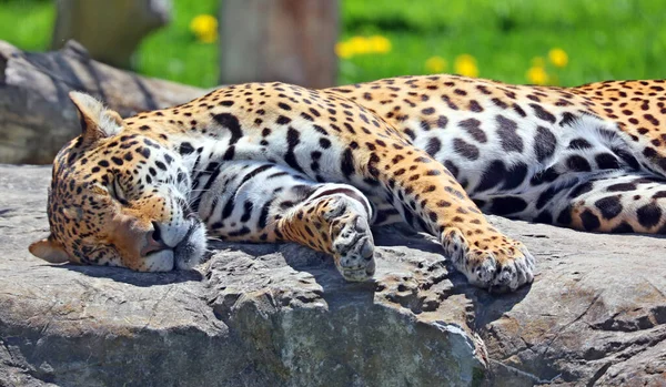 Ягуар Кошка Кошка Рода Panthera Обитающая Северной Южной Америке Ягуар — стоковое фото