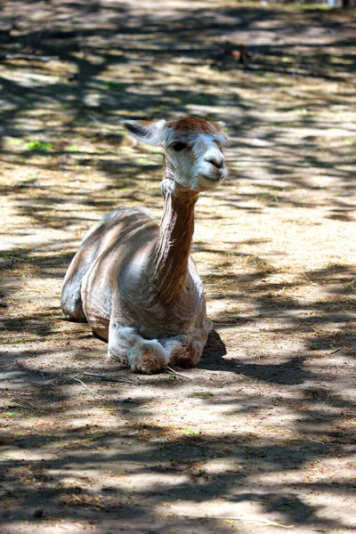 Alpaca Jest Udomowionym Gatunkiem Wielbłąda Ameryki Południowej Pod Względem Wyglądu — Zdjęcie stockowe