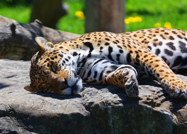 Jaguar Gato Felino Del Género Panthera Que Solo Existe Una —  Fotos de Stock