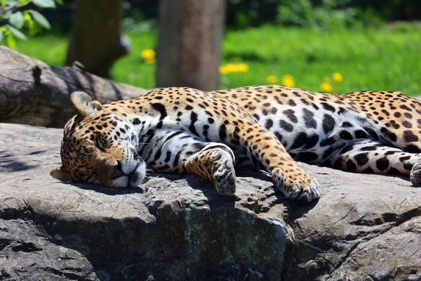 Jaguar Gato Felino Gênero Panthera Apenas Espécies Existentes Panthera Nativas — Fotografia de Stock
