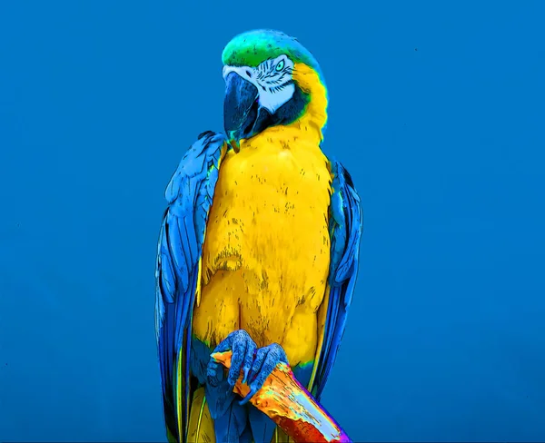 Mavi Sarı Makavın Çeşitli Renklerinde Bir Resim Ayrıca Mavi Altın — Stok fotoğraf