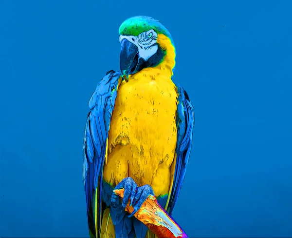 Ilustração Com Várias Cores Uma Arara Azul Amarela Também Conhecida — Fotografia de Stock