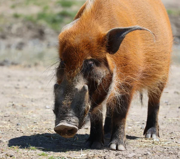 Cerdo Rojo Del Río Potamochoerus Porcus Cerdo Salvaje Nombre Que — Foto de Stock