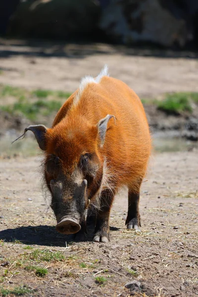 Cerdo Rojo Del Río Potamochoerus Porcus Cerdo Salvaje Nombre Que — Foto de Stock