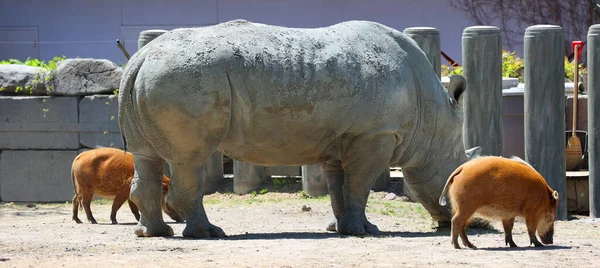 코뿔소 네모진 코뿔소는 현존하는 코뿔소중에서 종이다 방목에 사용되는 가지고 있으며 — 스톡 사진