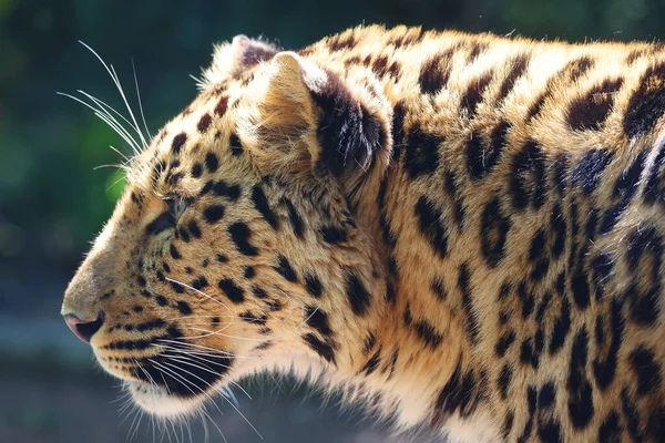 Amur Leopard Leopard Underart Hemma Primorye Regionen Sydöstra Ryssland Och — Stockfoto